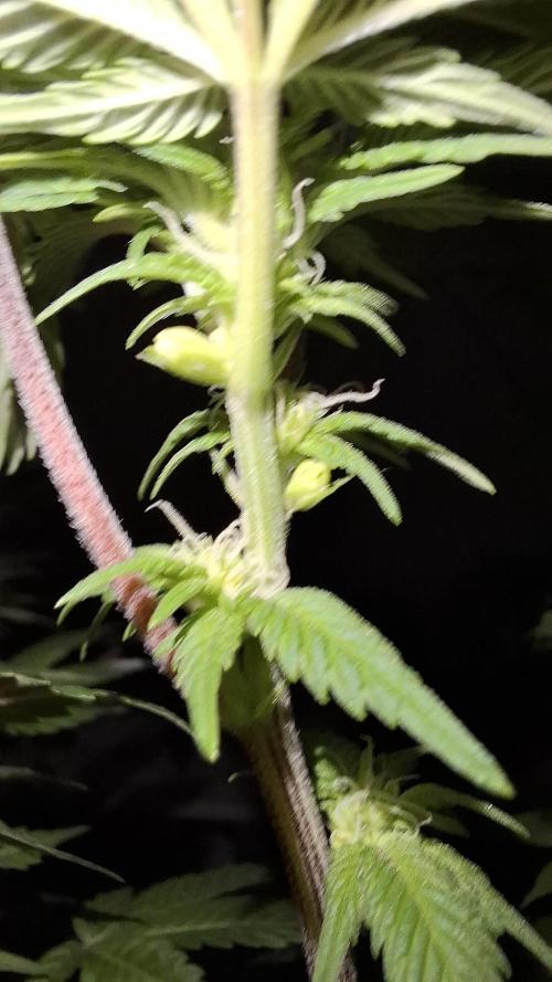 Monster Maker. Week 10