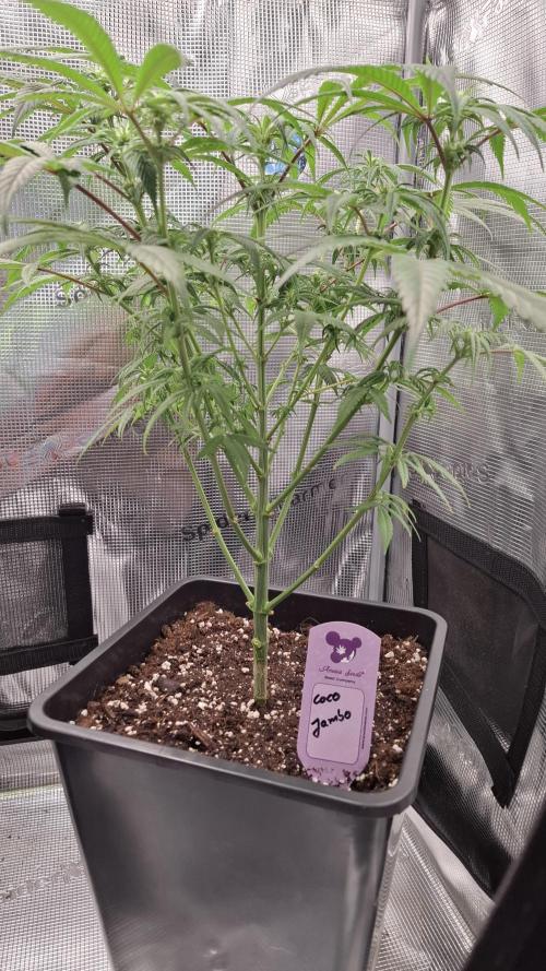 Coco Jambo. Week 9