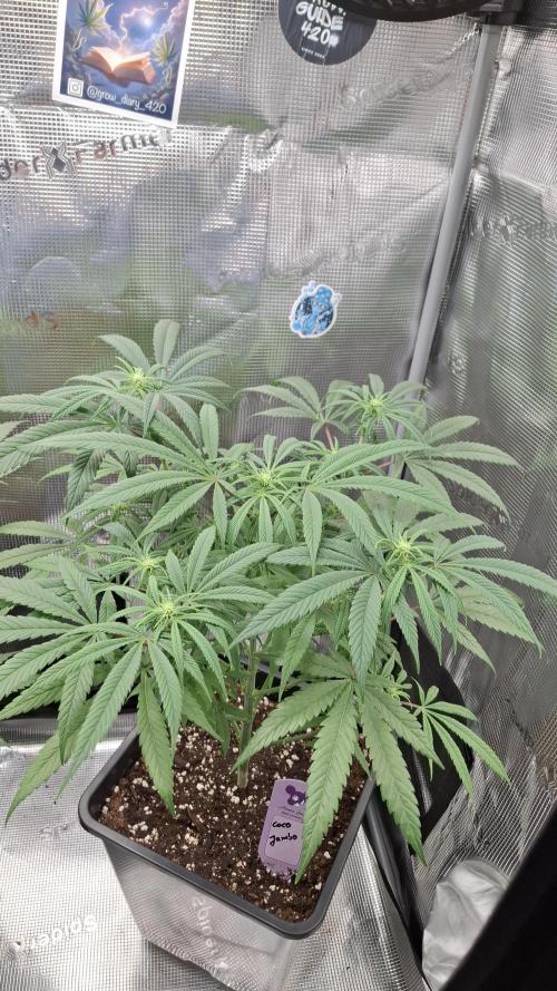 Coco Jambo. Week 9