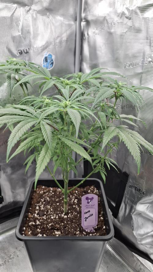 Coco Jambo. Week 9