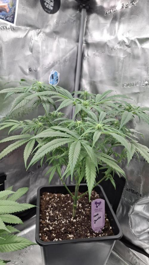 Coco Jambo. Week 9