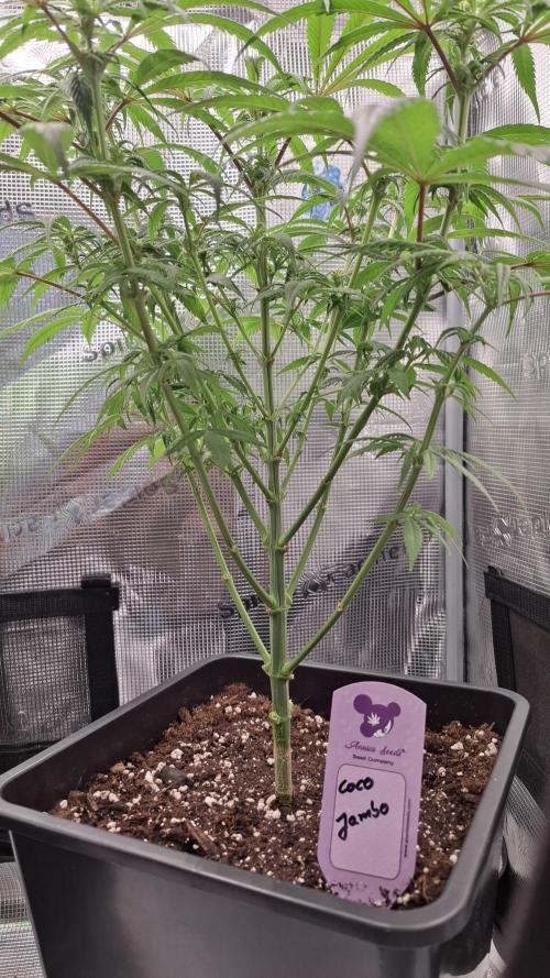 Coco Jambo. Week 9