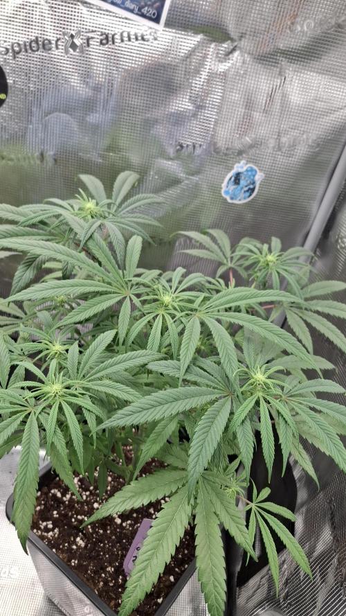 Coco Jambo. Week 9