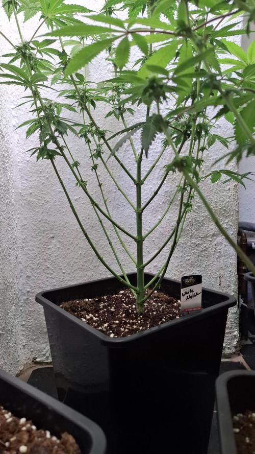 White Noise. Week 10