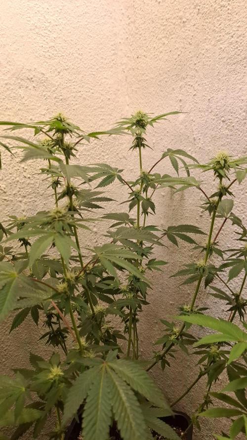 White Noise. Week 10