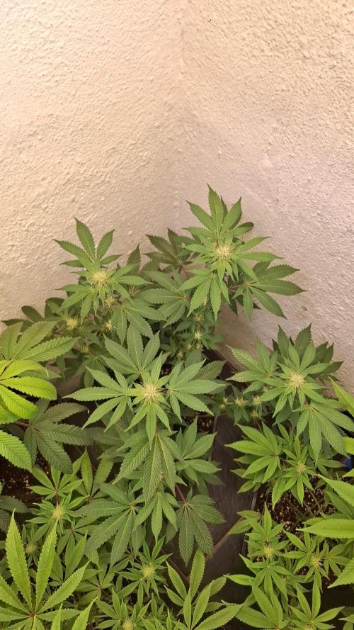 White Noise. Week 10