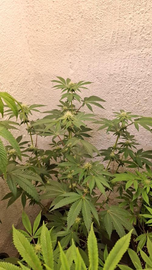 White Noise. Week 10