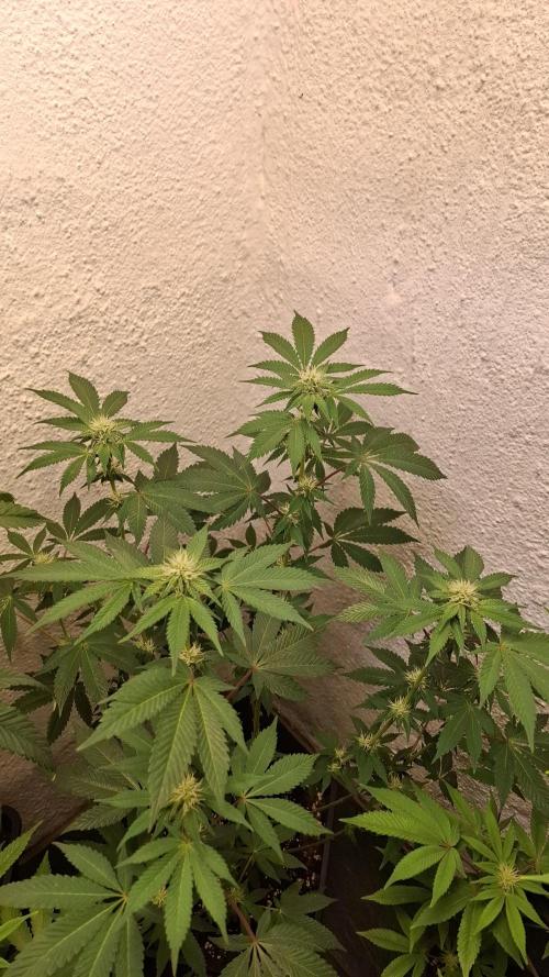 White Noise. Week 10