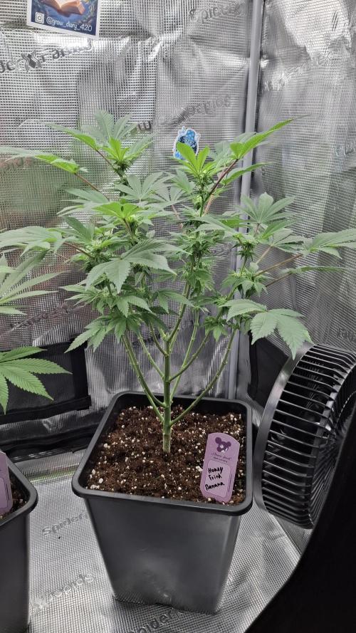 Honey Fried Bananas. Week 10