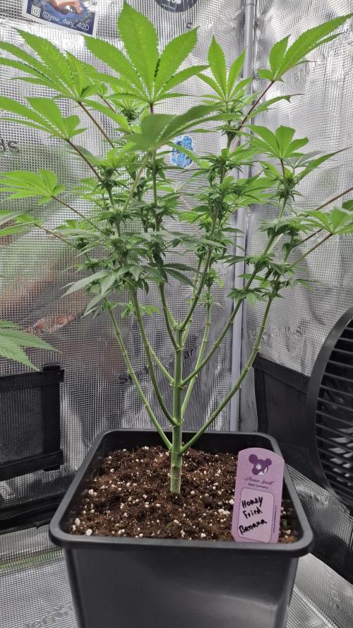 Honey Fried Bananas. Week 10