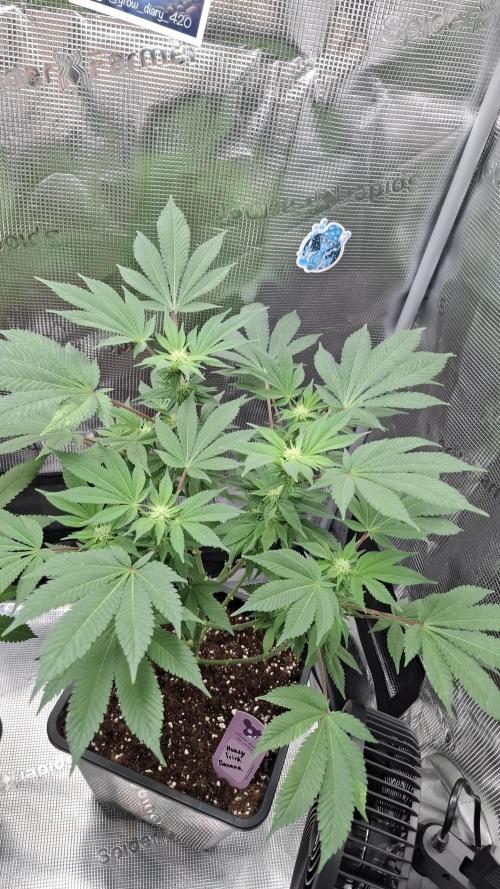 Honey Fried Bananas. Week 10