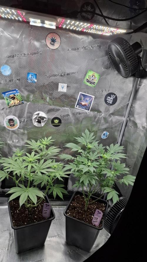 Honey Fried Bananas. Week 10