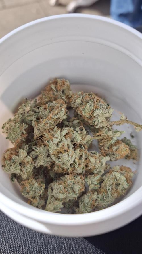 Mental Rainbow F1 Fast Version. Week 15