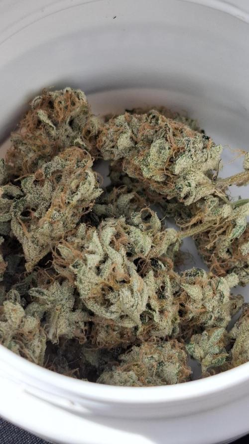 Mental Rainbow F1 Fast Version. Week 15