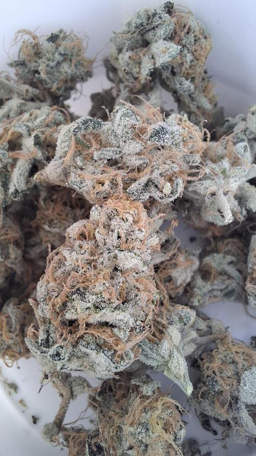 Mental Rainbow F1 Fast Version. Week 15