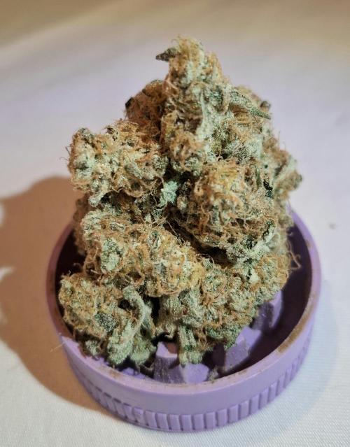 Mental Rainbow F1 Fast Version. Week 15