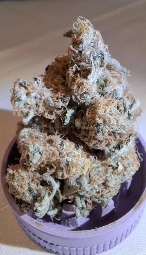 Mental Rainbow F1 Fast Version. Week 15