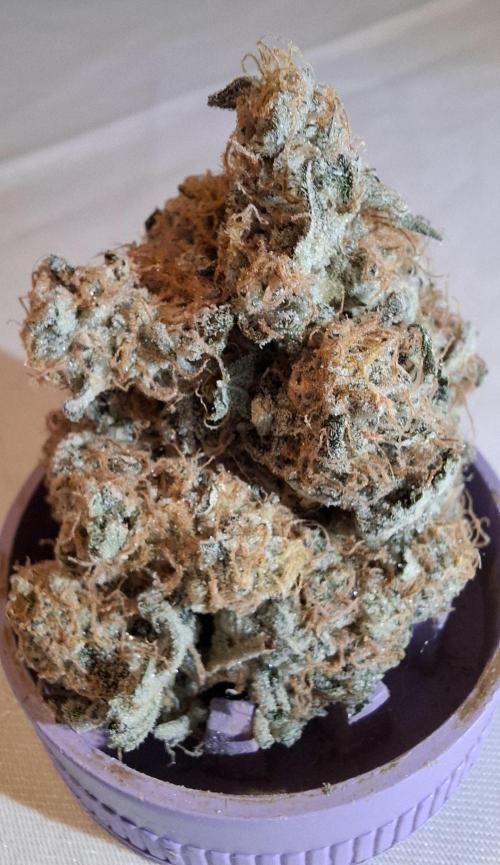 Mental Rainbow F1 Fast Version. Week 15