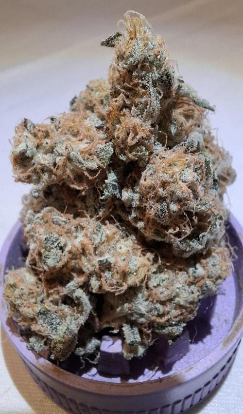 Mental Rainbow F1 Fast Version. Week 15