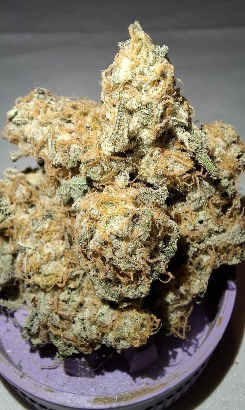 Mental Rainbow F1 Fast Version. Week 15