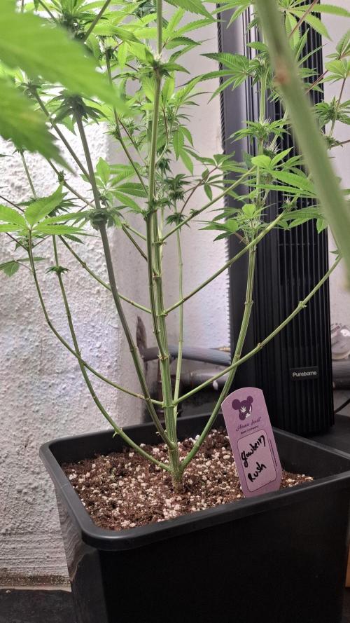 Glowberry Rush. Week 10