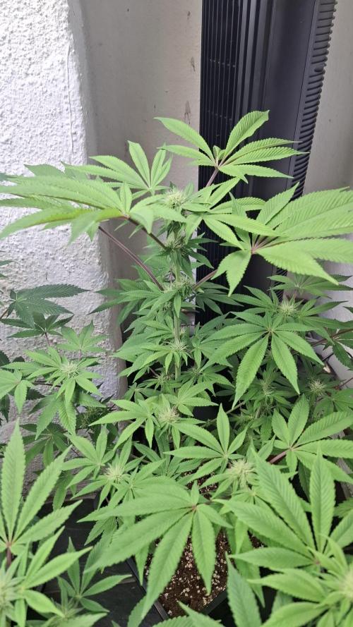 Glowberry Rush. Week 10