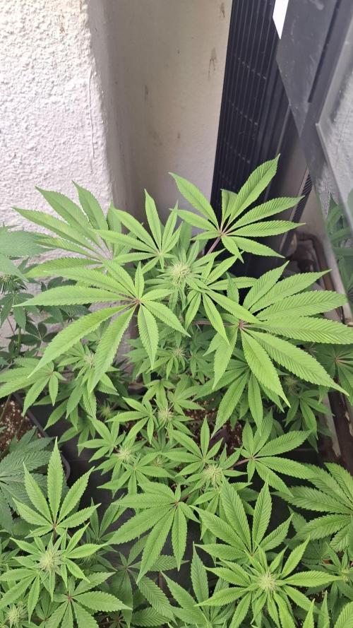 Glowberry Rush. Week 10