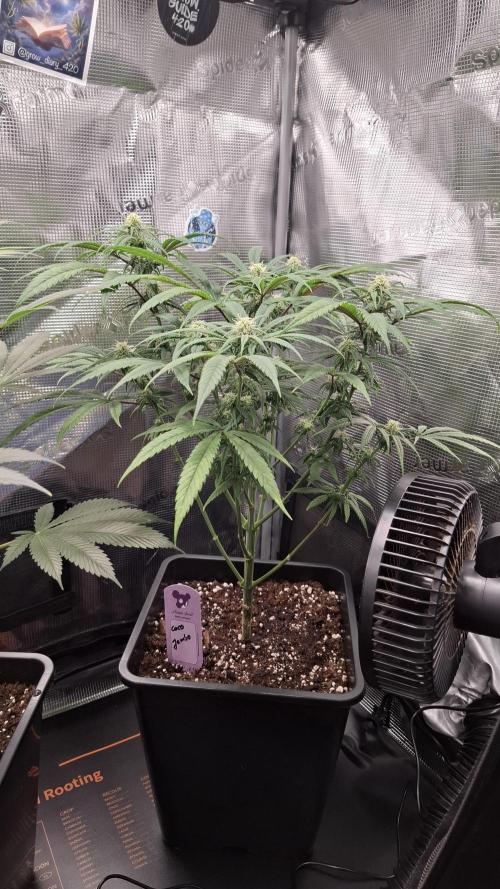Coco Jambo. Week 10