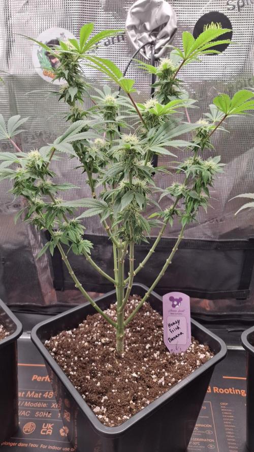 Honey Fried Bananas. Week 11