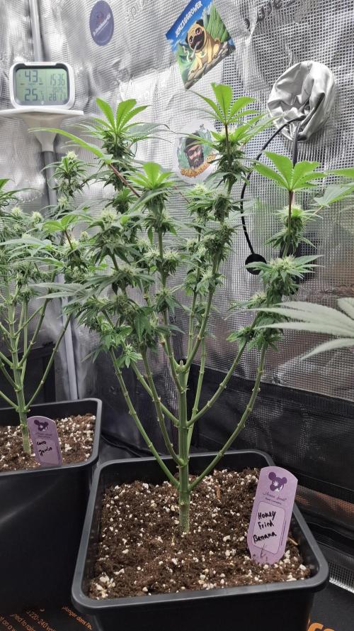 Honey Fried Bananas. Week 11