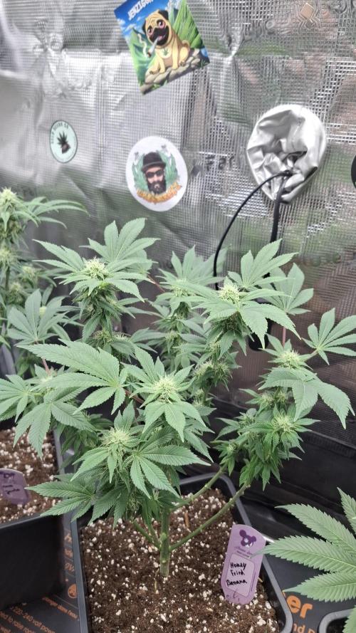 Honey Fried Bananas. Week 11