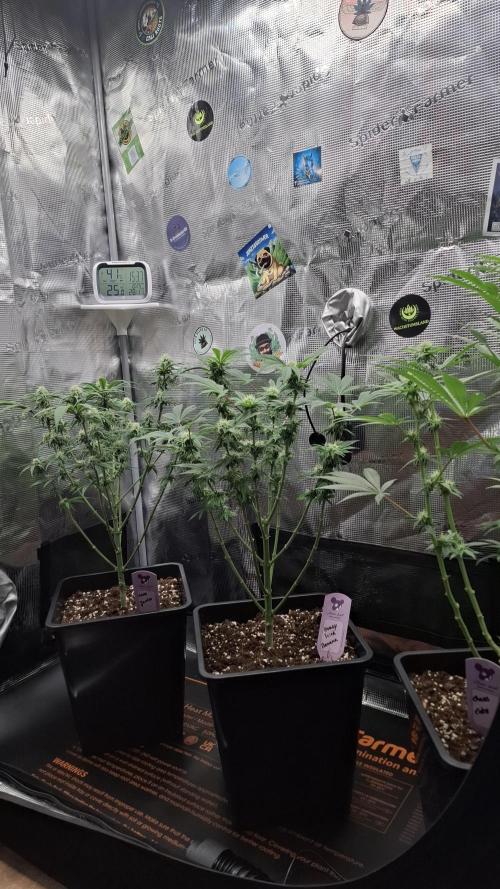 Honey Fried Bananas. Week 11