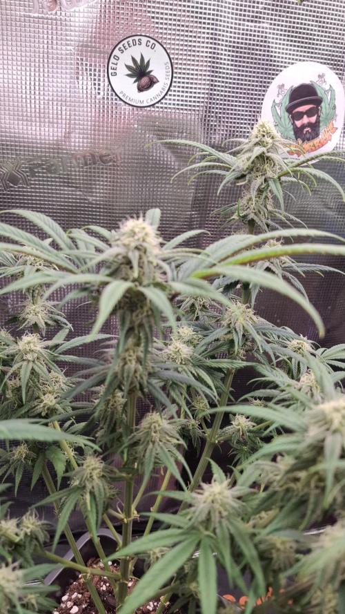 Coco Jambo. Week 10