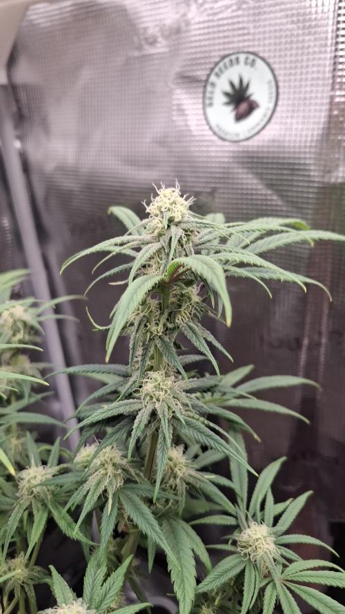 Coco Jambo. Week 10