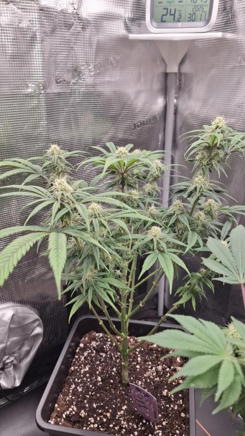 Coco Jambo. Week 10
