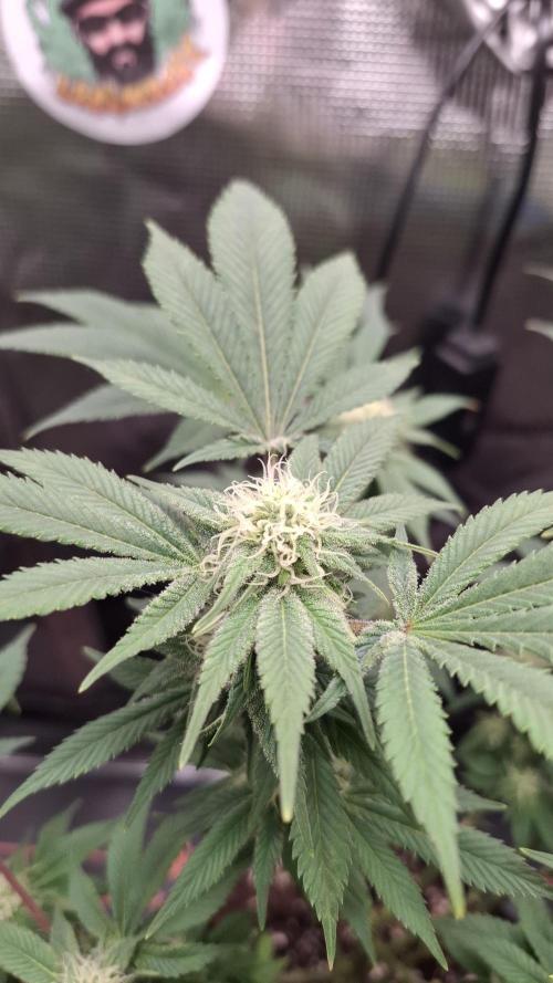 Honey Fried Bananas. Week 11