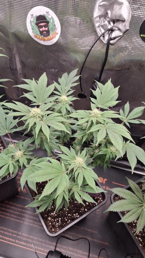 Honey Fried Bananas. Week 11