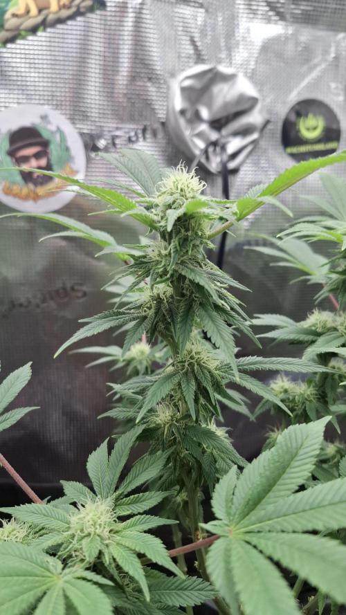 Honey Fried Bananas. Week 11