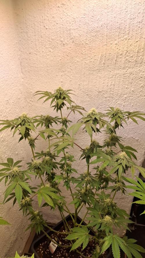 White Noise. Week 11