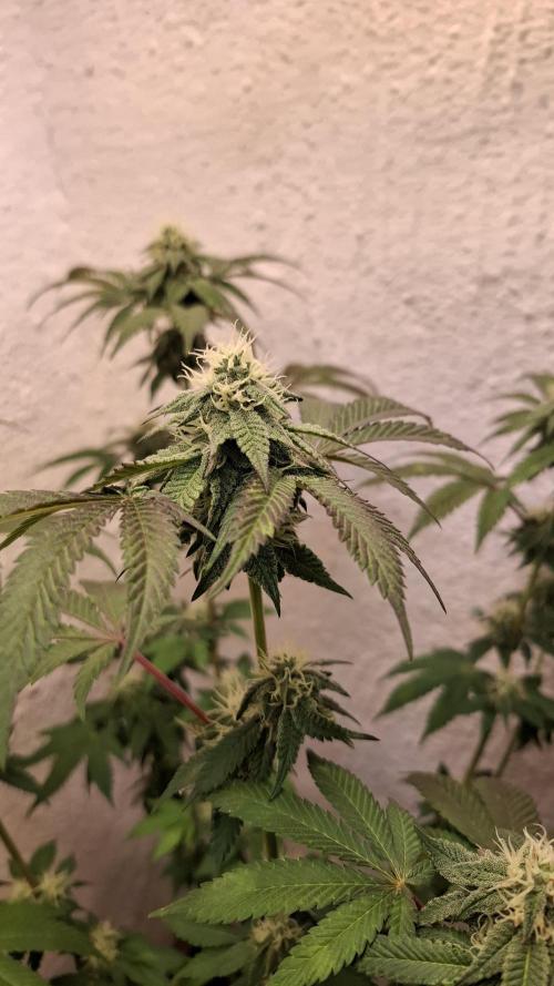 White Noise. Week 11