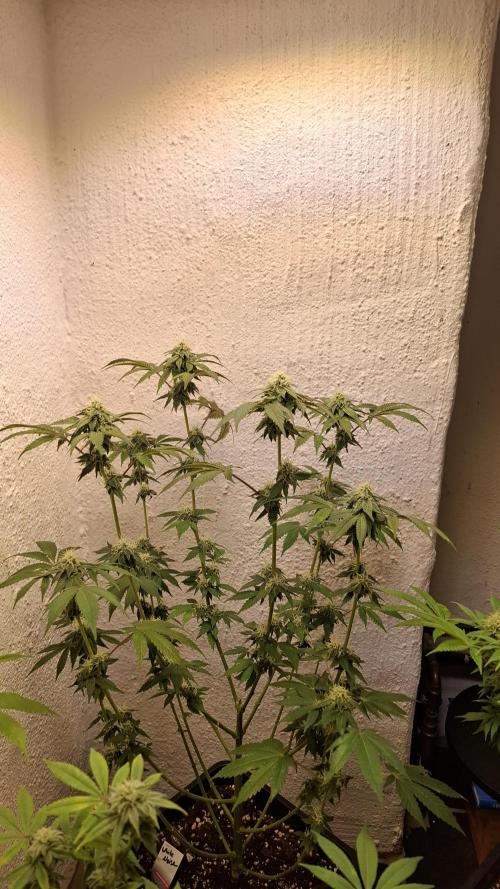 White Noise. Week 11