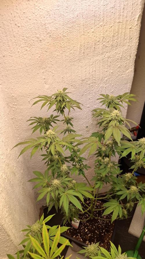 White Noise. Week 11