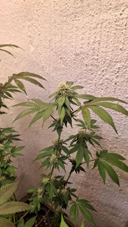 White Noise. Week 11