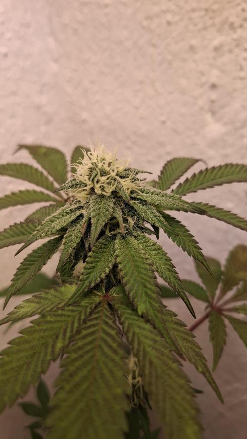 White Noise. Week 11