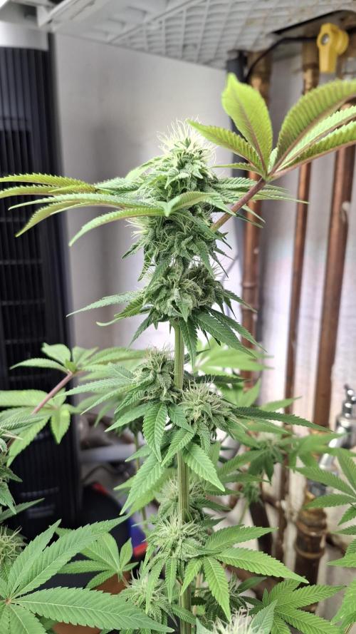 Glowberry Rush. Week 11