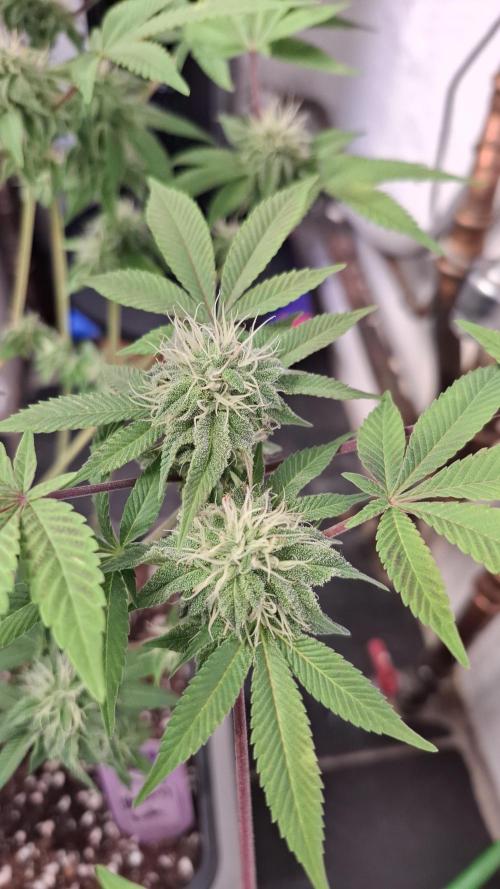 Glowberry Rush. Week 11