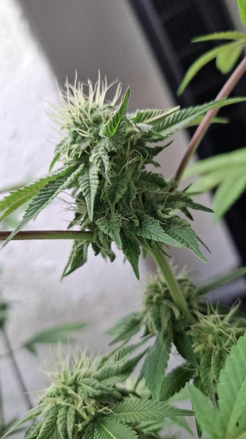 Glowberry Rush. Week 11