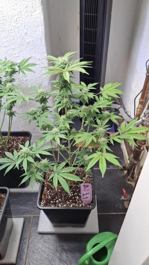 Glowberry Rush. Week 11