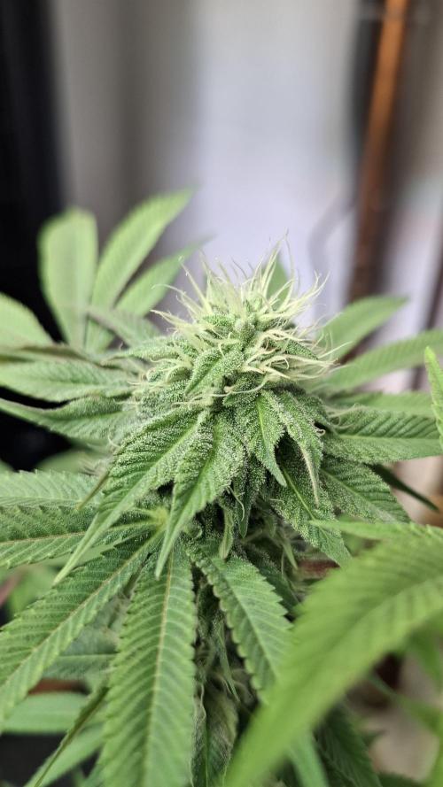 Glowberry Rush. Week 11