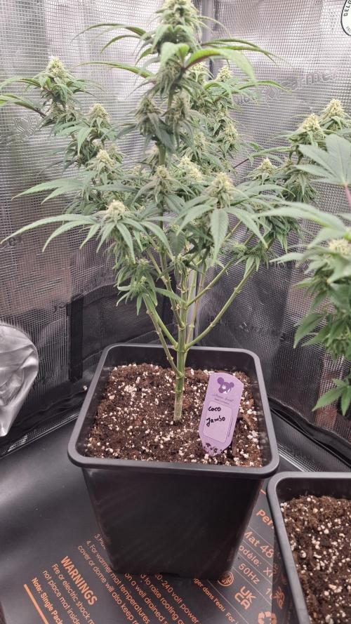 Coco Jambo. Week 11